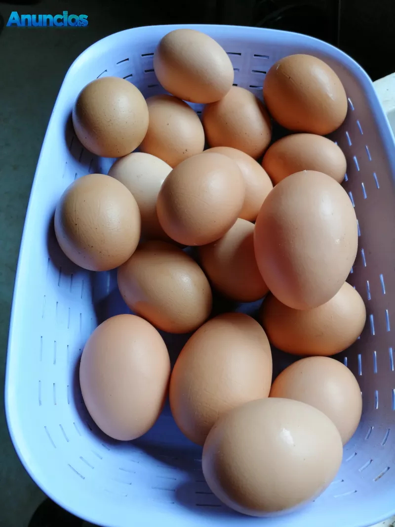 Huevos caseros