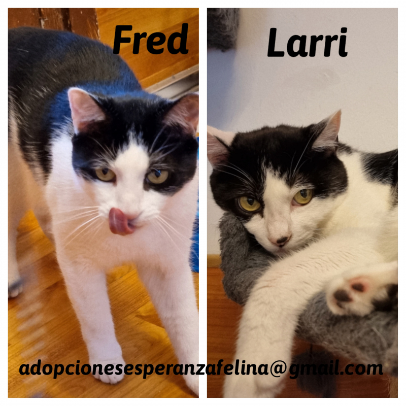 Fred y Larri en adopción 