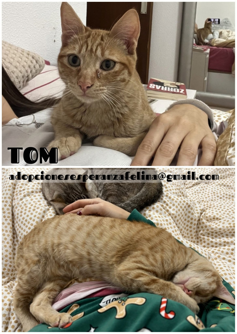 Tom en adopción. Álava-ESP (F.N. 15/07/22)