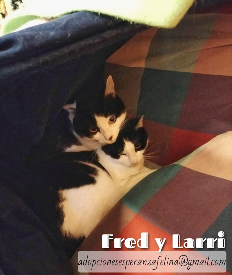 Fred y Larri, en adopción. Álava-ESP (F.N. 09/03/15)