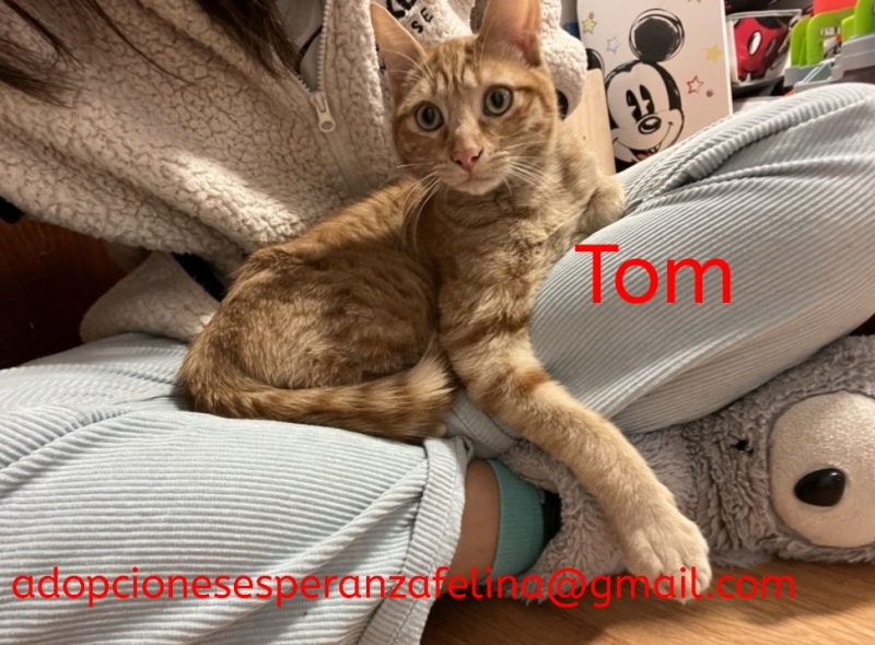 Tom en adopción 