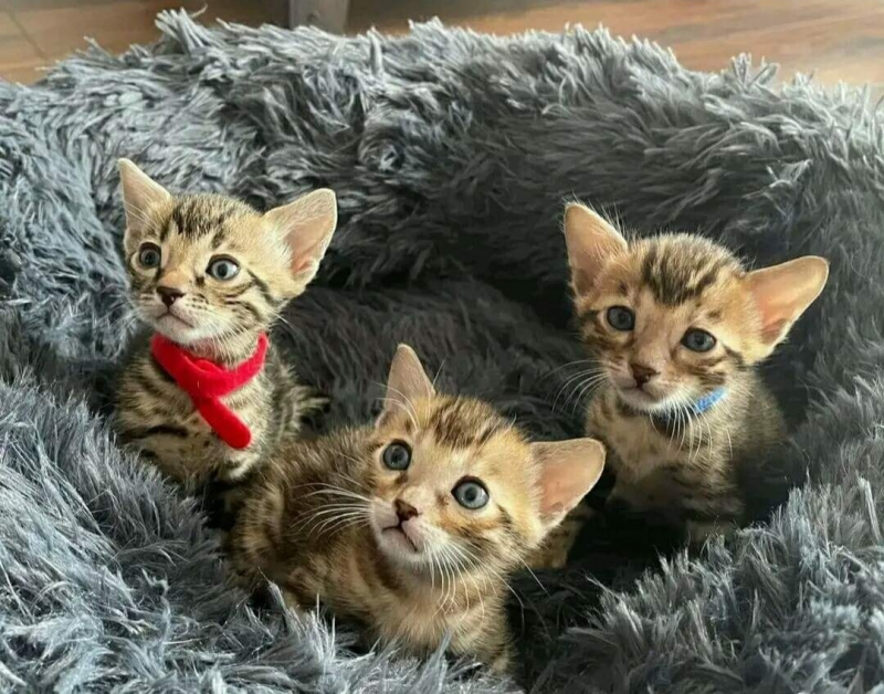Gatos bengalí 