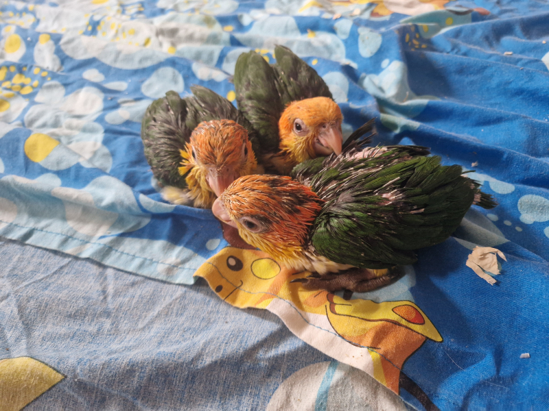 Caiques cabeza naranja papilleros 